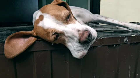 The English Pointer dog is resting Stock Footage 314947237