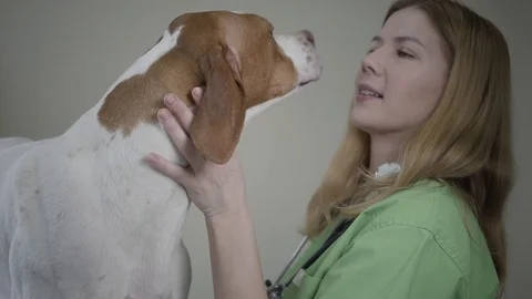 English Pointer dog in veterinary clinic. Veterinarian woman with strethoscope Stock Footage 107385580