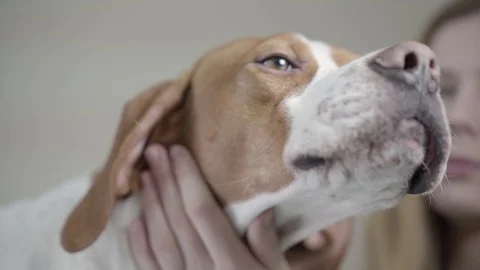 English Pointer dog in veterinary clinic. Veterinarian woman with strethoscope Stock Footage 107409829