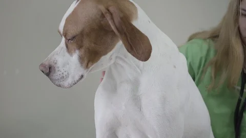 English Pointer dog in veterinary clinic. Veterinarian woman with strethoscope Stock Footage 107409888