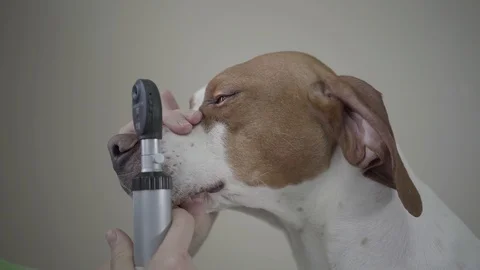 English Pointer dogs portrait in veterinary clinic. Veterinarian chacking pets Stock Footage 107386205