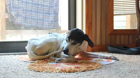 English Pointer lays and licks paw 스톡 동영상 8667061