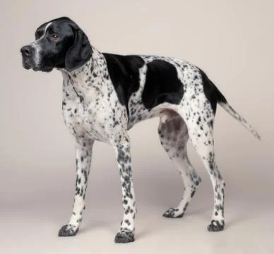English Pointer Stockfoto's