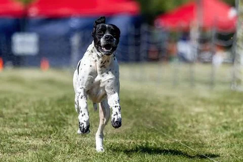 English Pointer Running Lure Course Sprint Dog Sport Stock Photos