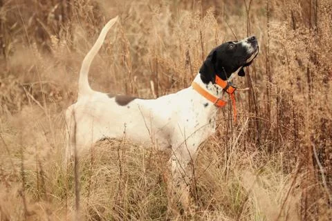 English pointer in tall brush Stock Photos
