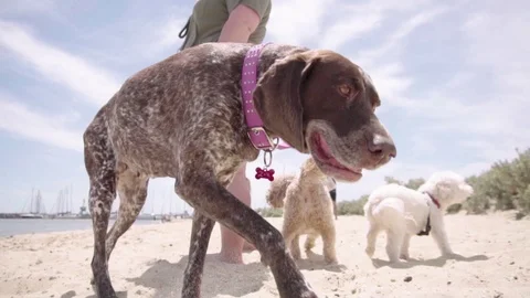 An English pointer walking on a beach sniffing Stock Footage 93418668