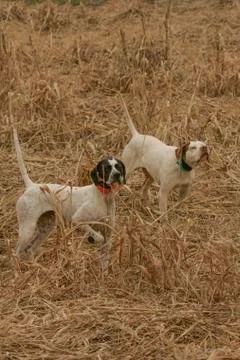 English Pointers In The Field Foto stock