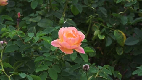 English rose Stock Footage 298081465