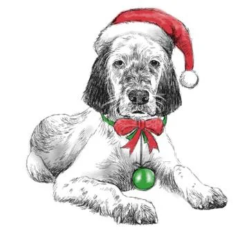 English setter with christmas hat Stock Illustration