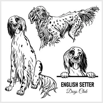 English Setter dog - vector set isolated illustration on white background Stock Illustration