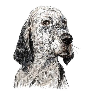 English setter Stock Illustration