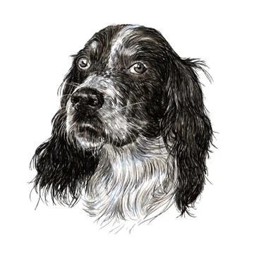 English setter Stock Illustration