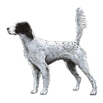 English setter 스톡 일러스트