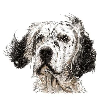 English setter イラスト素材