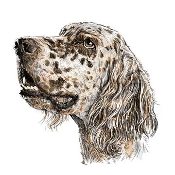 English setter Stock Illustration