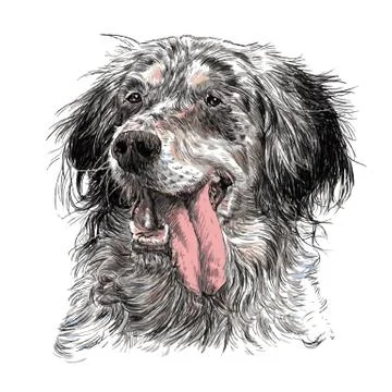 English setter 스톡 일러스트
