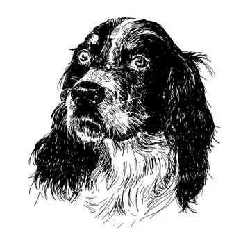 English setter Stock Illustration