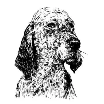 English setter 스톡 일러스트