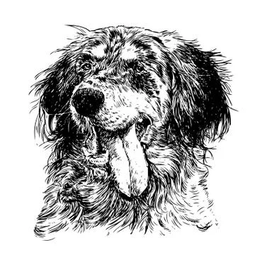 English setter 스톡 일러스트