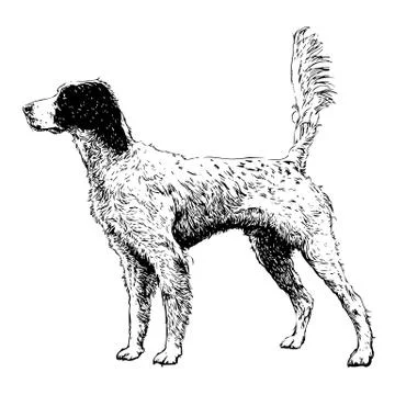 English setter 스톡 일러스트