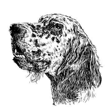English setter Stock Illustration