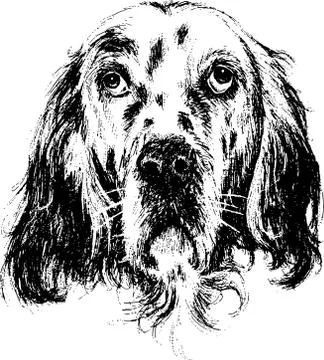 English setter Stock Illustration
