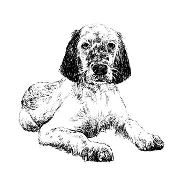 English setter イラスト素材