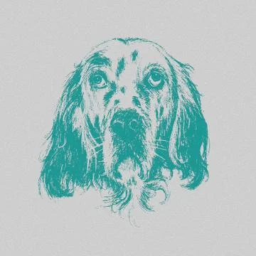 English setter Stock Illustration