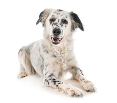 English setter in studio Stock Photos