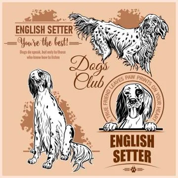 English Setter - vector set for t-shirt, logo and template badges Stock Illustration