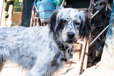 English setter while in a funny pose Stock Photos