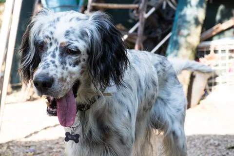 English setter while in a funny pose Stock Photos