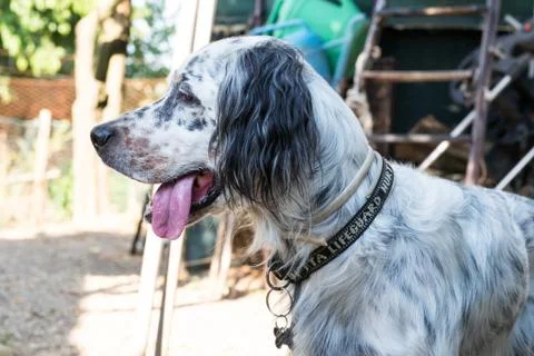 English setter while in a funny pose Stock Photos