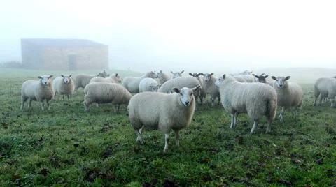 English sheep herd Video stock 42766748