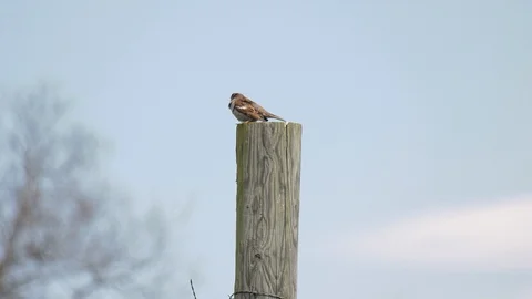 English sparrow bird Stock Footage 106155322