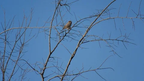 English Sparrow bird Stock Footage 106160474