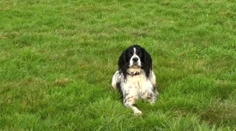 English Springer Video stock 10680746