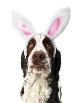 English Springer Spaniel With Easter Bunny Ears Stock Photos