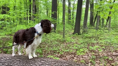 An English Springer Spaniel in the forest Stock Footage 263510746
