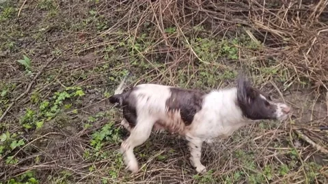 English Springer Spaniel Getting Out of River and Shaking Off Water Stock Footage 183599227