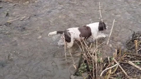 English Springer Spaniel Getting Out of River and Shaking Off Water Stock Footage 183602300