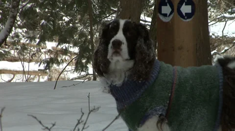English Springer Spaniel in snow. Vídeo Stock 34279937
