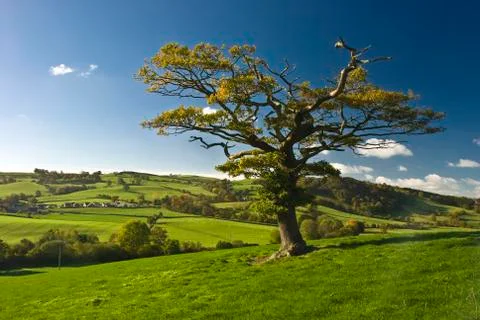 The english tree Stock Photos