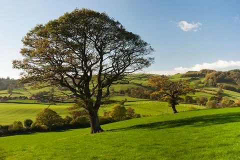 The english tree Stock Photos