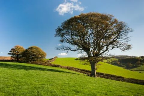The english tree Stock Photos