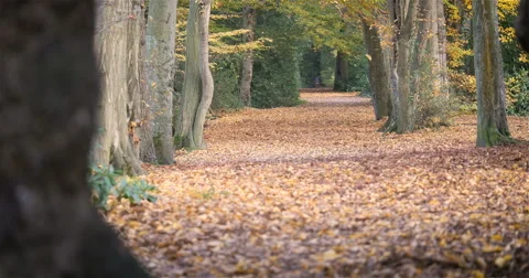 English woodland: Autumn forest path Stock Footage