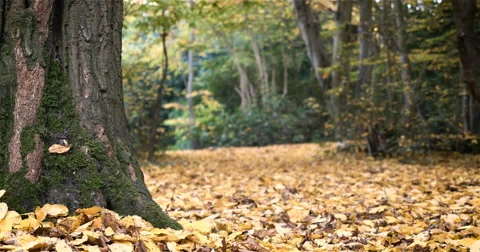 English Woodland: forest scene in Autumn (Fall) Stock Footage
