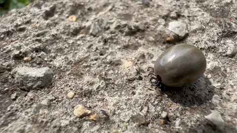 Engorged Tick Crawling on Ground Close Up Parasite Danger Concept Stock Footage 332944491