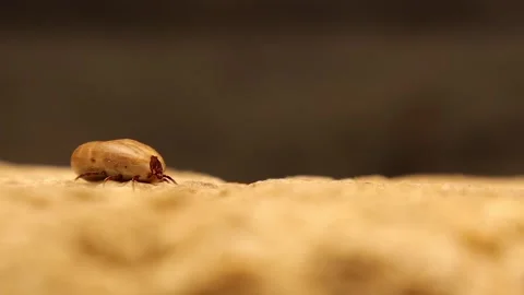 Engorged Tick Macro Close-Up Showing Detailed Parasite Anatomy for Research Stock Footage 323443436