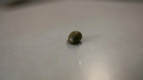 Engorged tick removed shown on a clean surface in a macro close up. Detailed Stock Footage 340156103